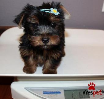 Ράτσα: Γιόρκσάϊρ τεριέ - Yorkshire Terrier | Ηλικία: 2 μηνών | Φύλο: Αρσενικό | Αρ. Microchip: 91000000348777 | Εκπαιδευμένο | Pedigree | Περιοχή: Αθήνα, Αττική